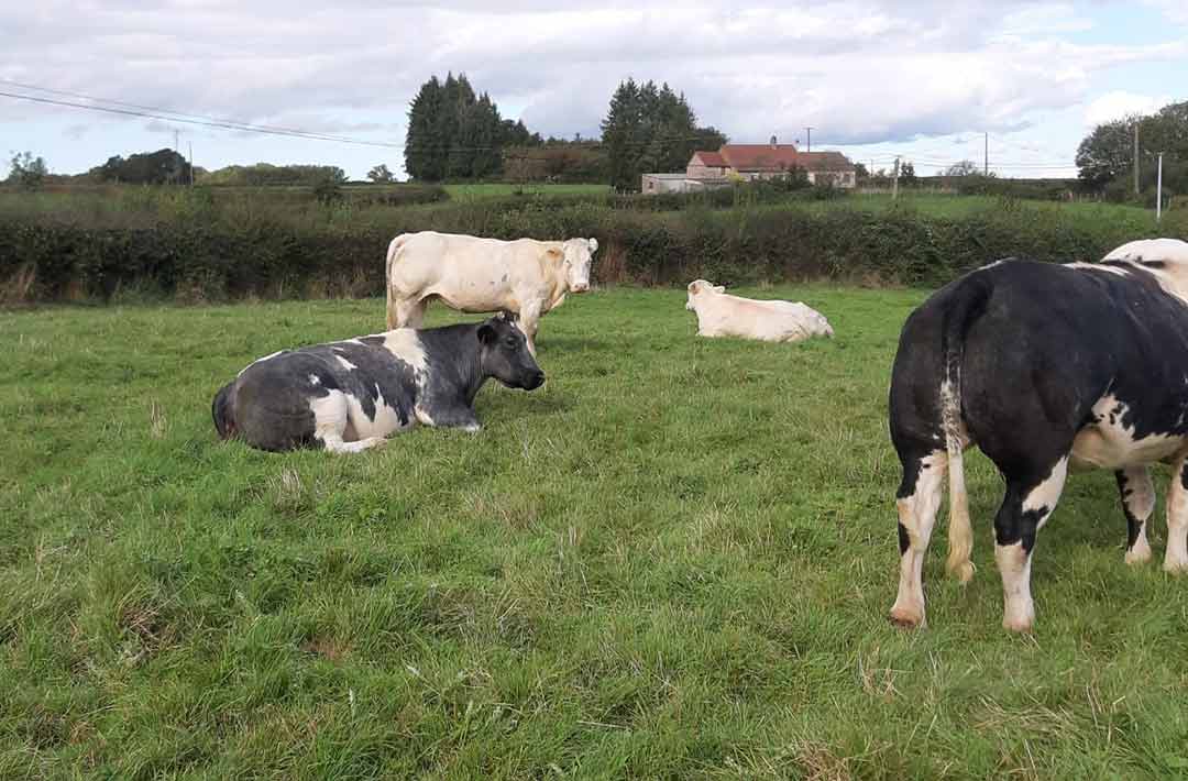 vache blanc Bleu du Morvan