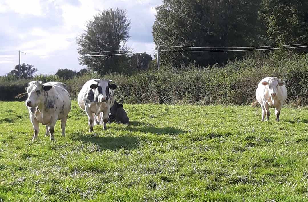 vache blanc Bleu du Morvan