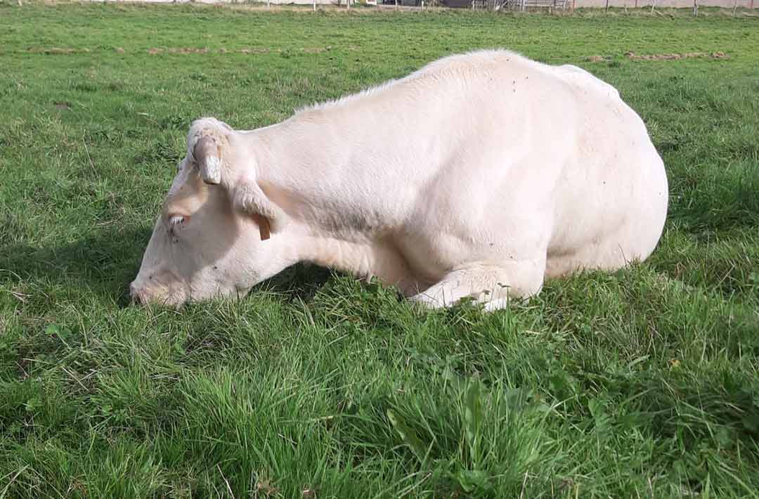 vache blanc Bleu du Morvan
