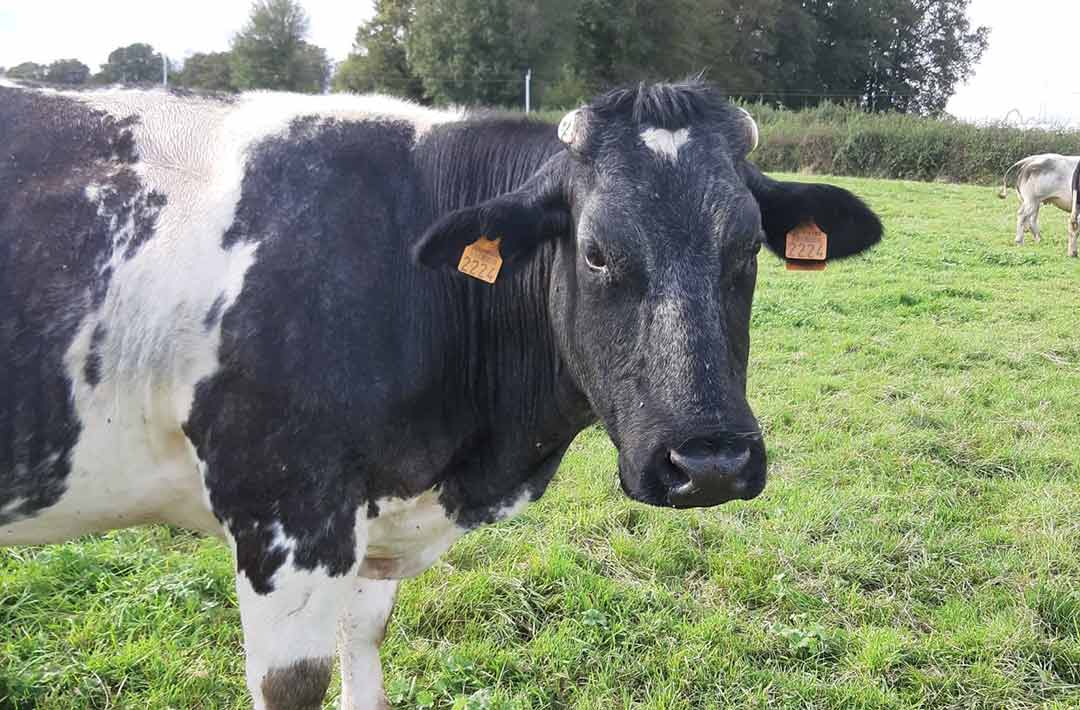 vache Race blanc Bleu