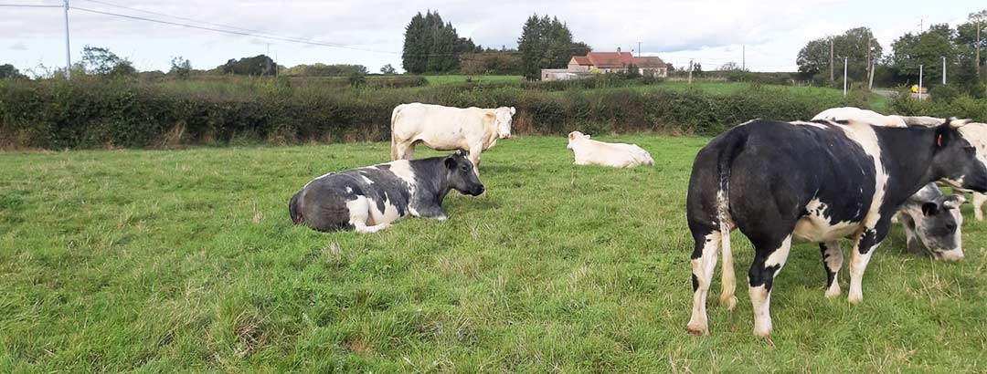 Les vaches de Guillaume